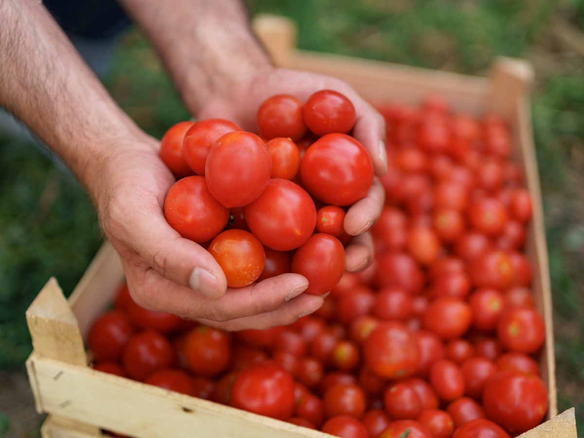 Do Not Store Tomatoes in Fridge - Photo Gallery