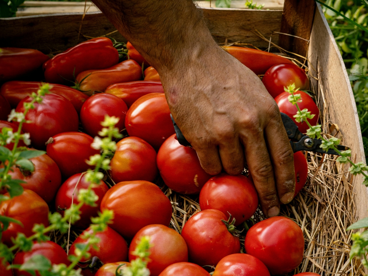 How to Buy Tomatoes - Photo Gallery