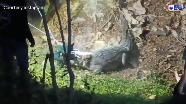 IIT बॉम्बे की सड़कों पर दौड़ता दिखा 9 फुट लंबा मगरमच्छ! बाल-बाल बची छात्रों की जान, वन विभाग ने किया ‘मेगा’ रेस्क्यू