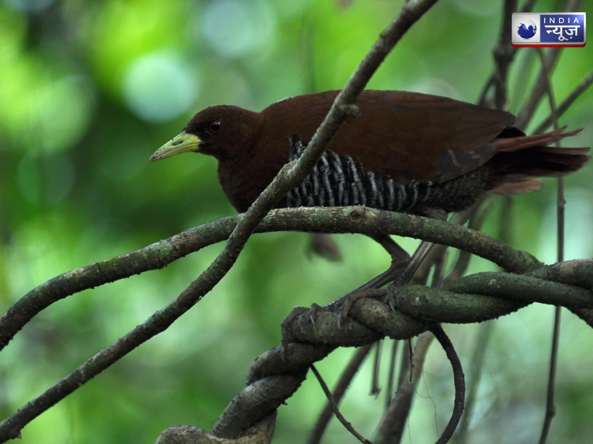 andaman crake - Photo Gallery