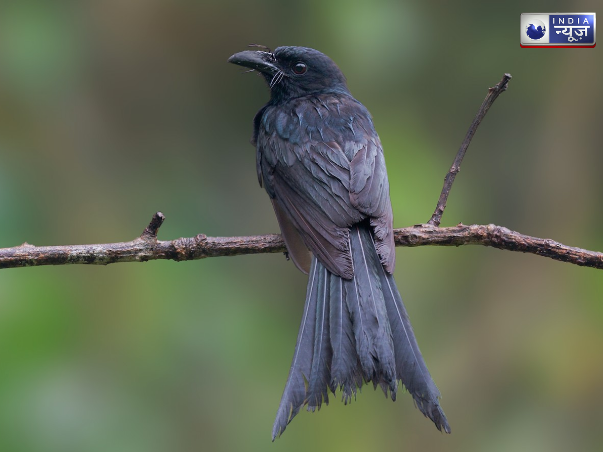 andaman drongo - Photo Gallery