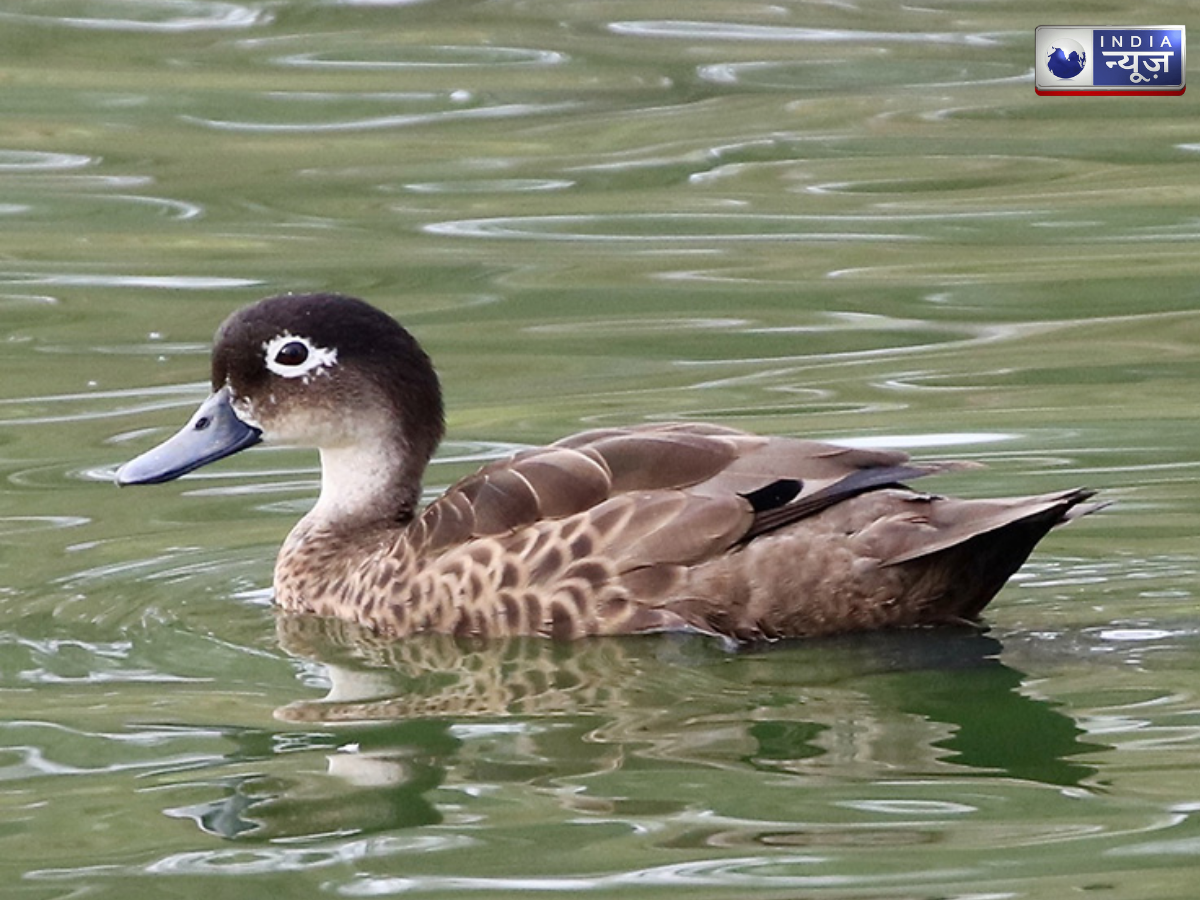 andaman teal - Photo Gallery