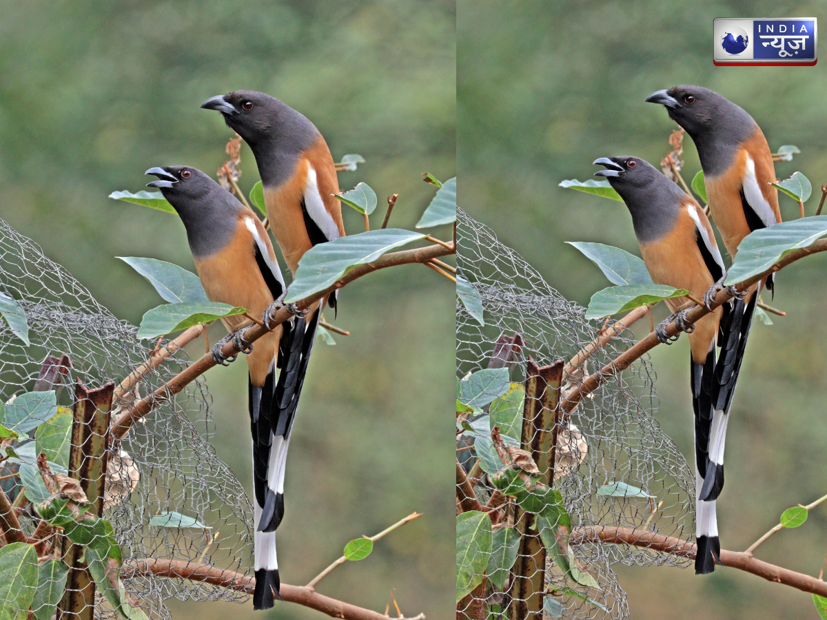 andaman treepie - Photo Gallery