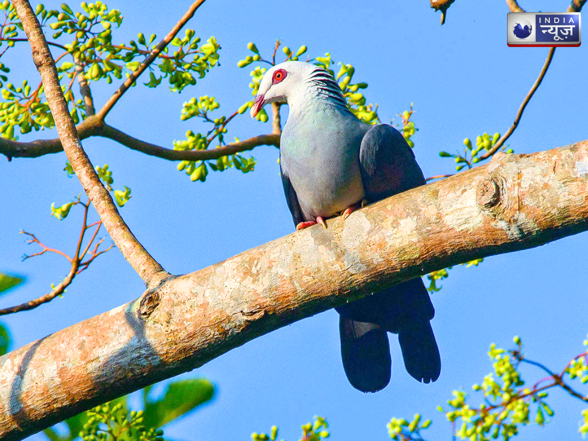 andaman wood pigeon - Photo Gallery