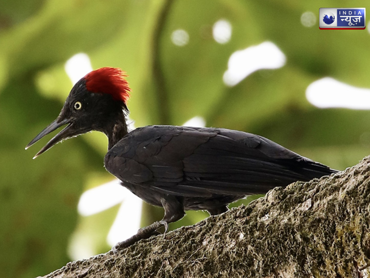 andaman woodpecker - Photo Gallery