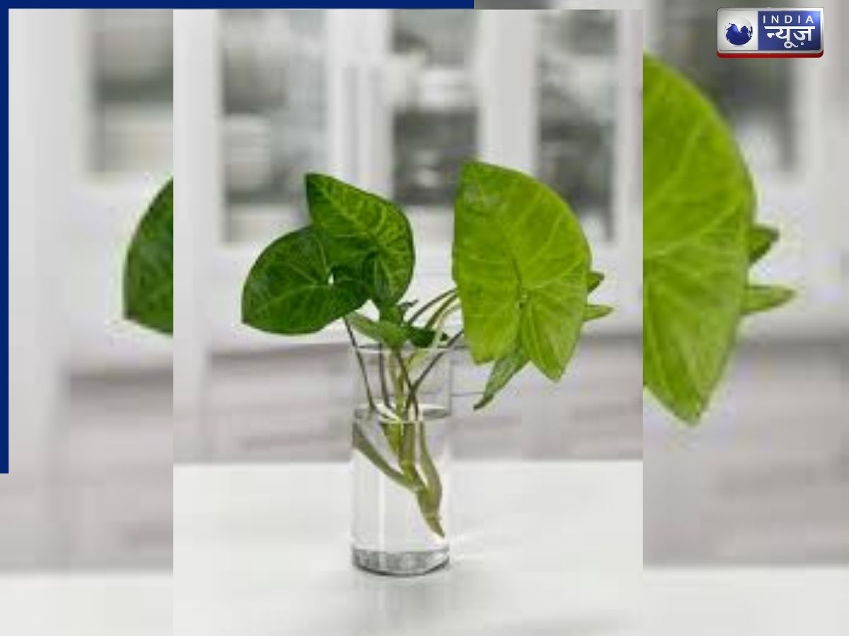 Arrowhead Plant - Photo Gallery