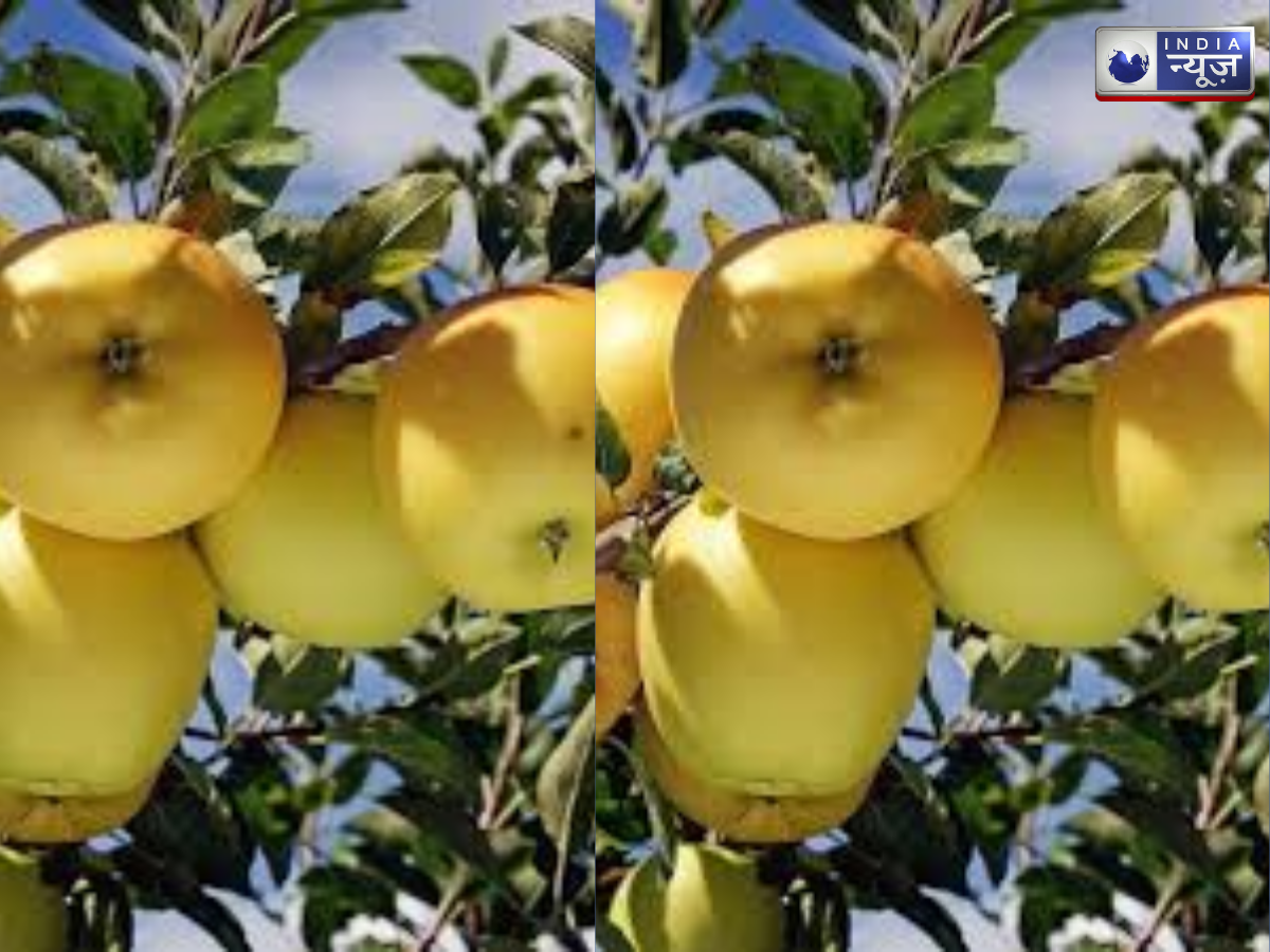 assam apple - Photo Gallery