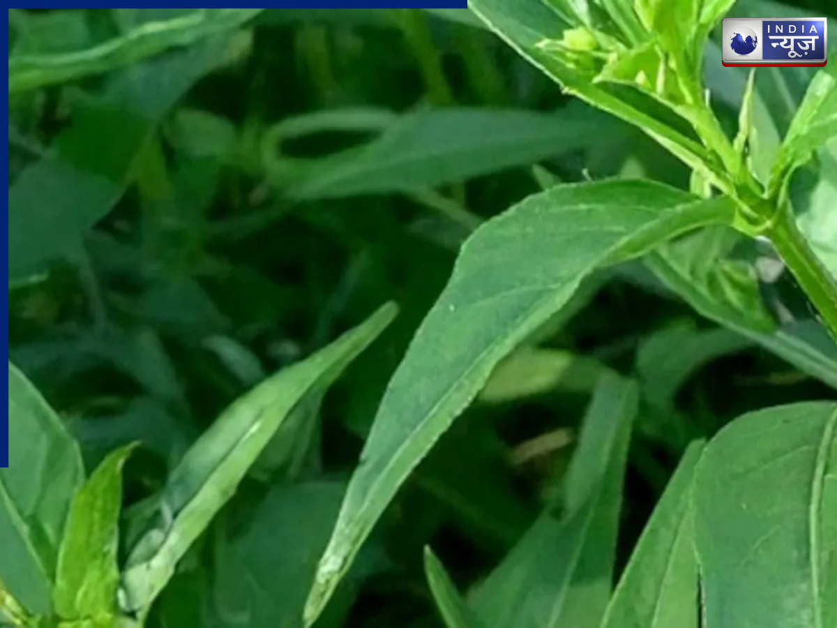 Helpful for Body Detoxification - Photo Gallery