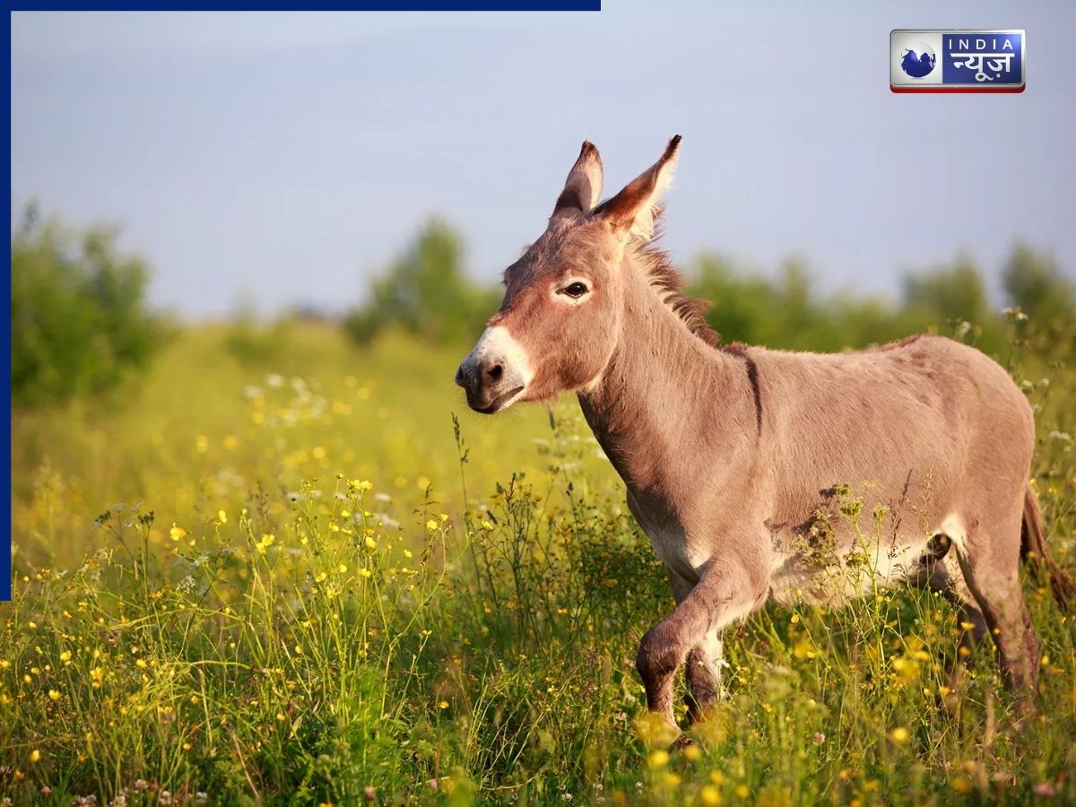 गधे पालने पर सरकार दे रही लाखों की मदद, क्या है यह योजना और किन लोगों को मिलेगा लाभ, जानें पूरा प्रोसेस