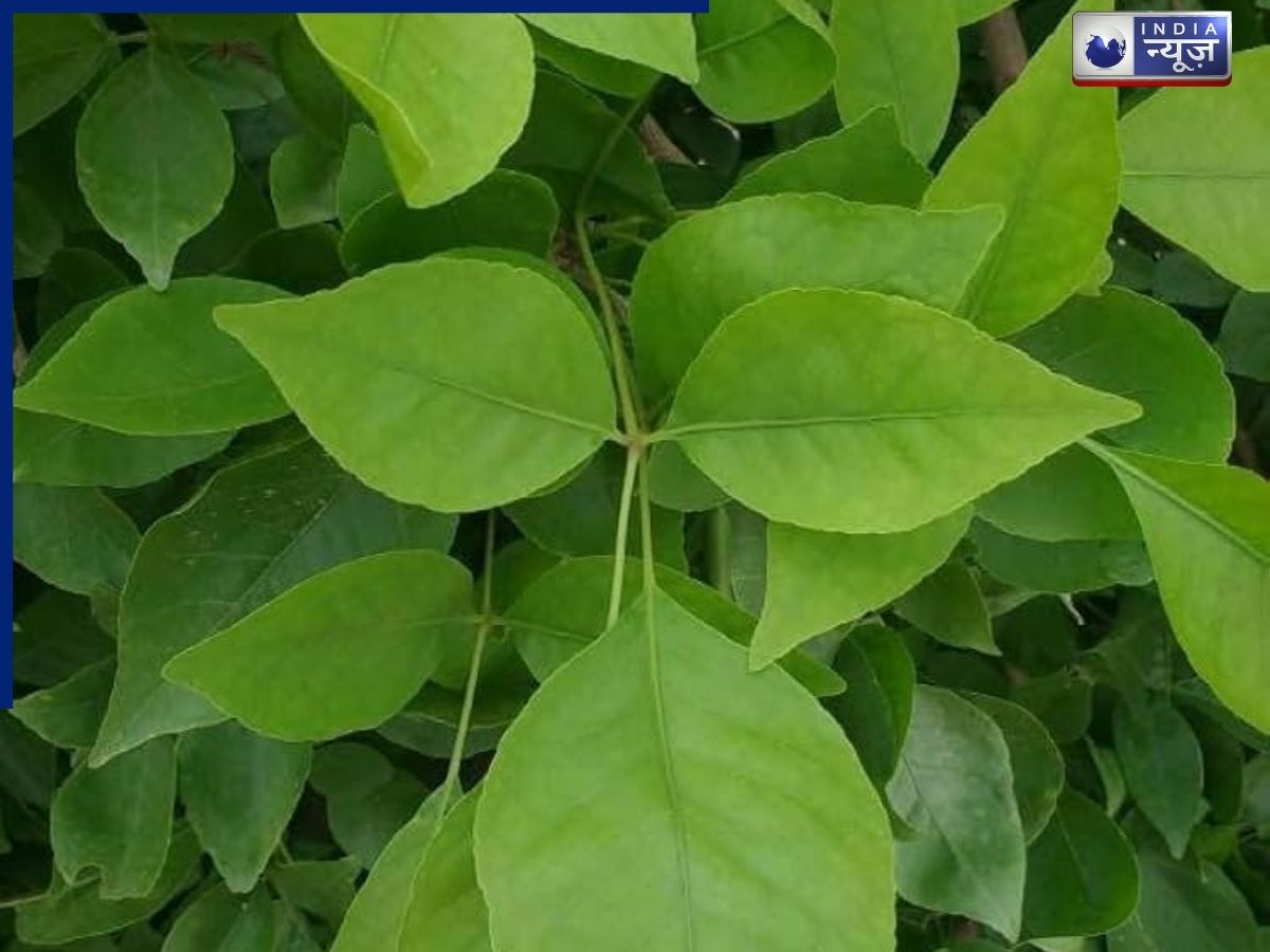 how to consume Bael Leaves - Photo Gallery