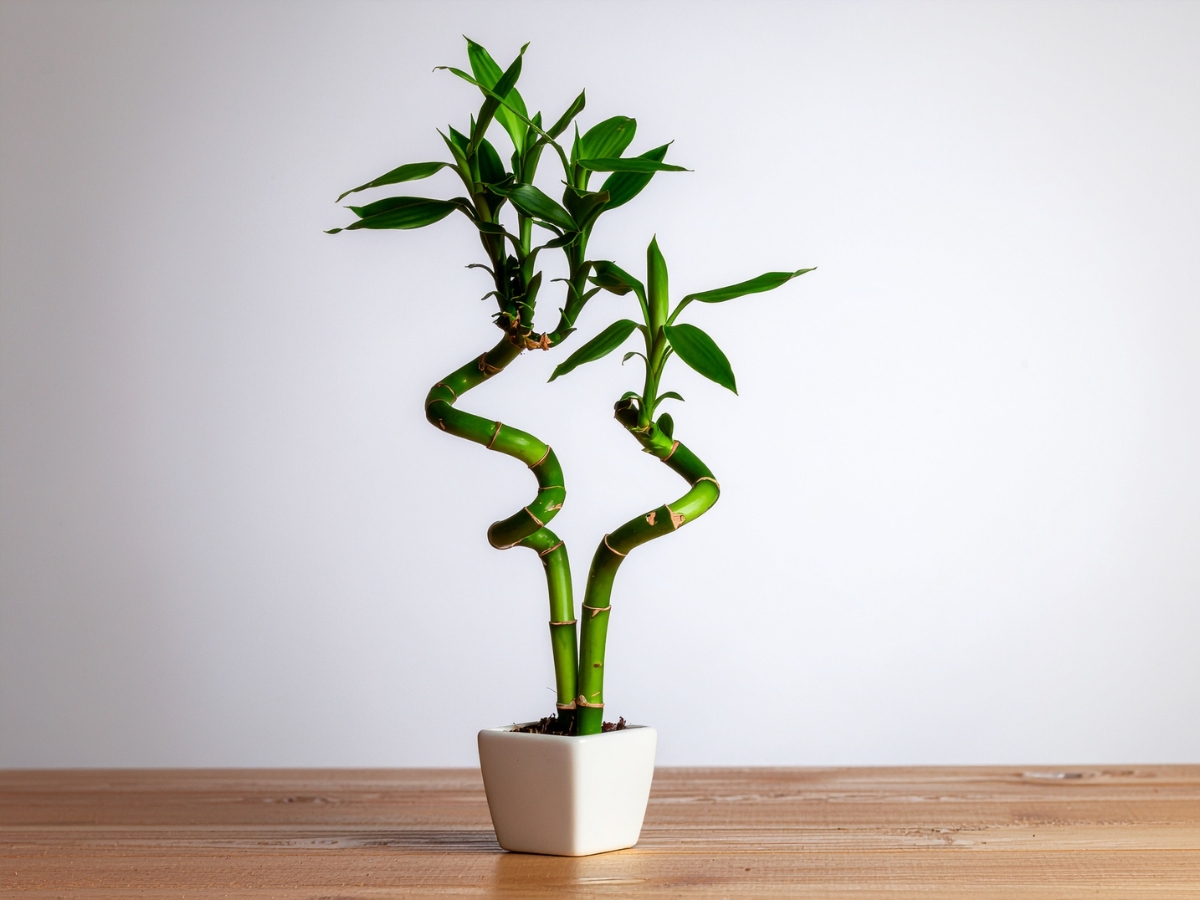 feng shui lucky charm - Photo Gallery