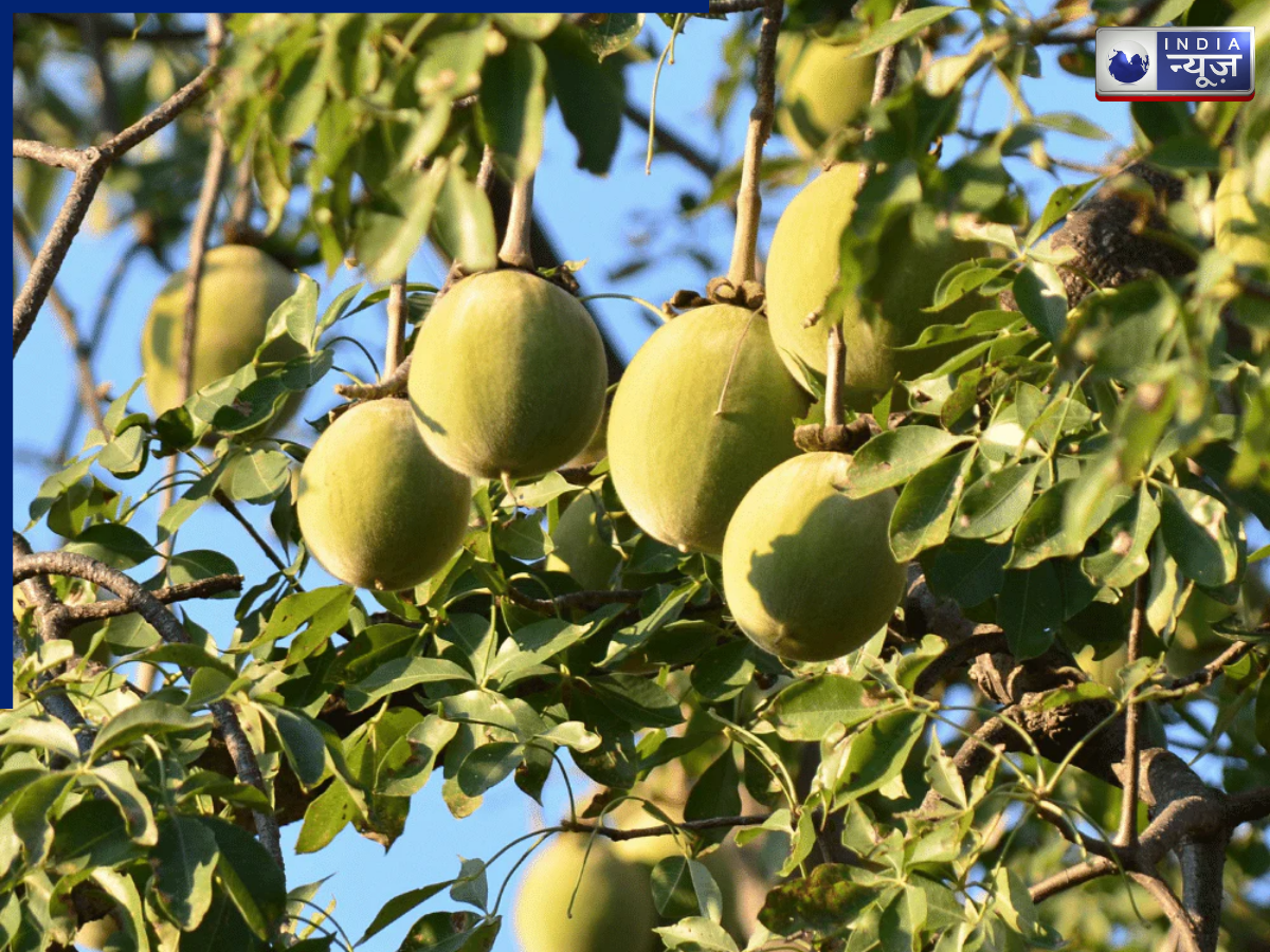 Fruits are rich in nutrients - Photo Gallery