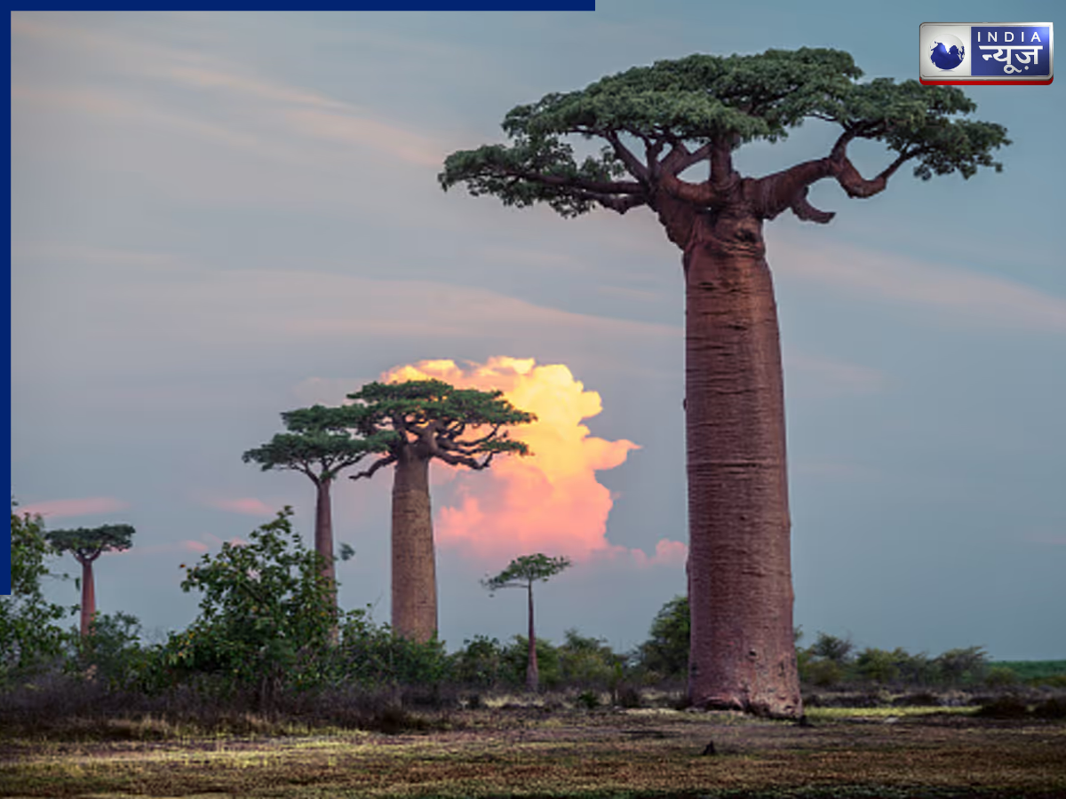 Purifies the environment - Photo Gallery