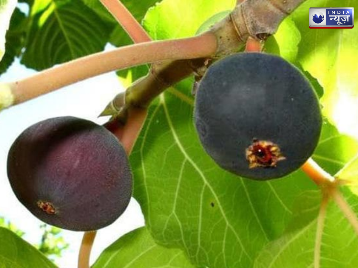 bedu - Photo Gallery