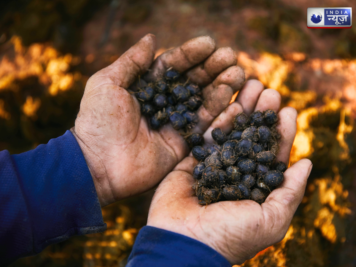 black ivory coffee - Photo Gallery