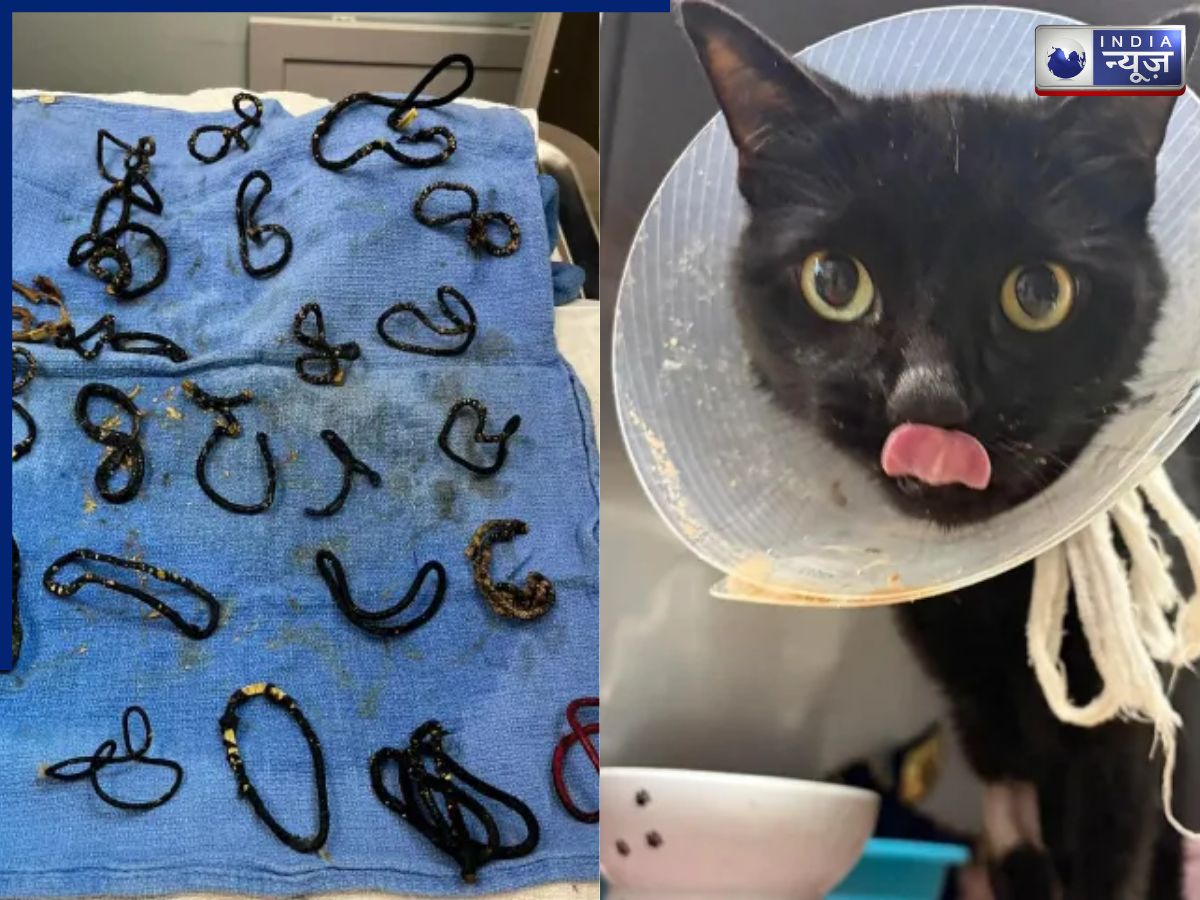 बिल्ली ने निगल लिए 26 रबर बैंड, ऑपरेशन करके डॉक्टरों ने बचाई जान, वीडियो वायरल