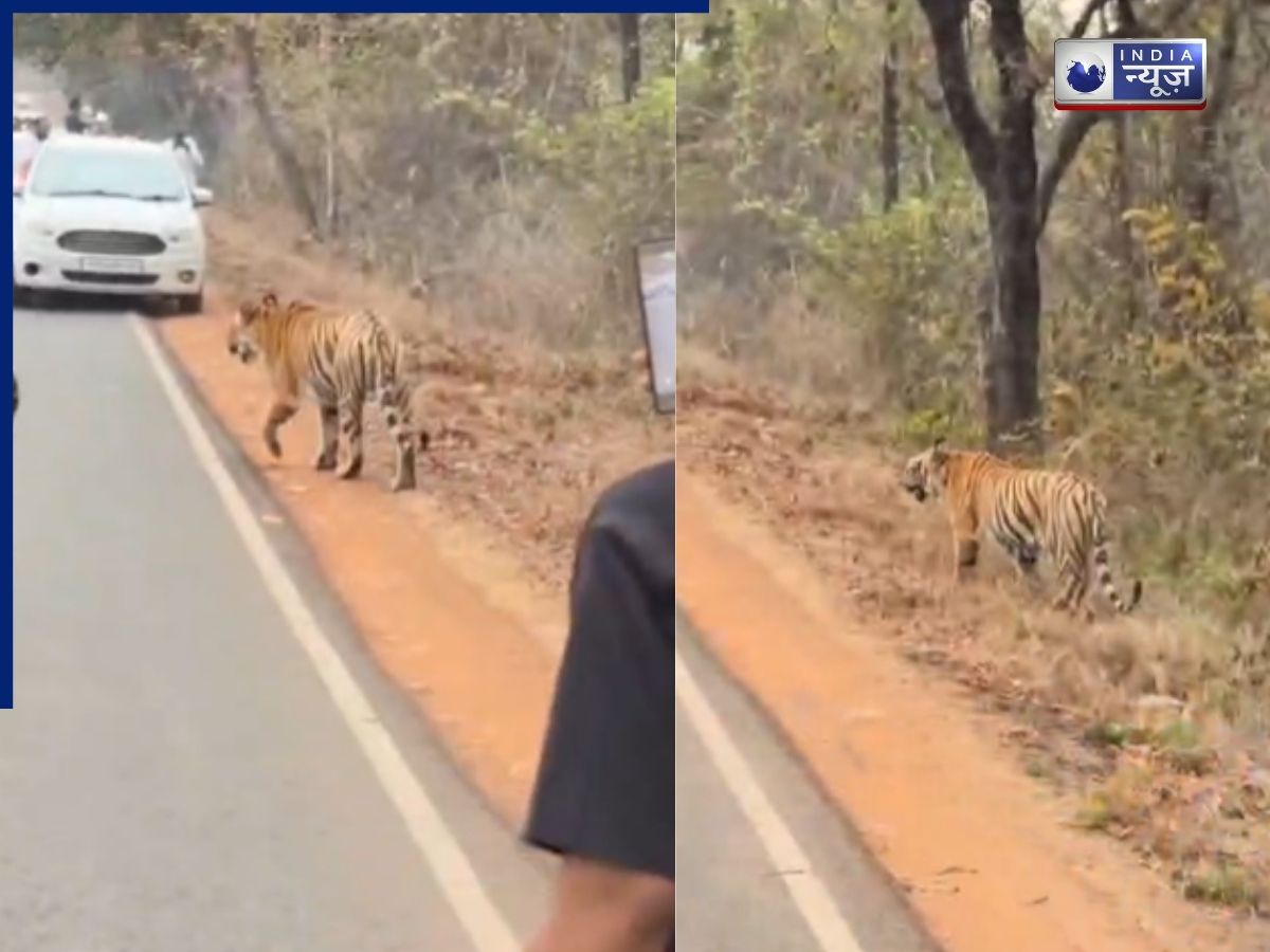 वीडियो बनाने के लिए बाघ का रास्ता रोका, वन विभाग ने दर्ज की FIR, आरोपियों की तलाश जारी