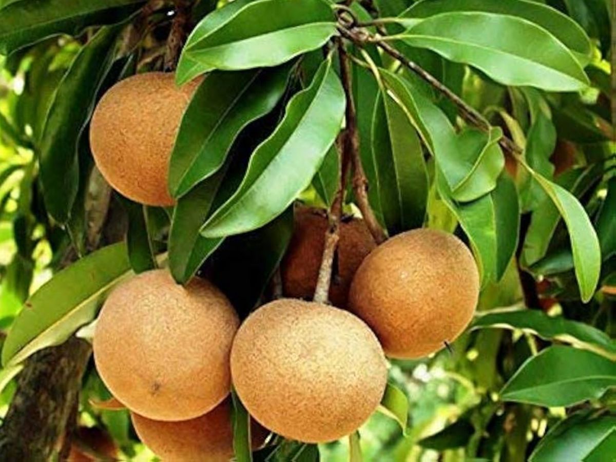 fruits should be avoided in diabetes - Photo Gallery