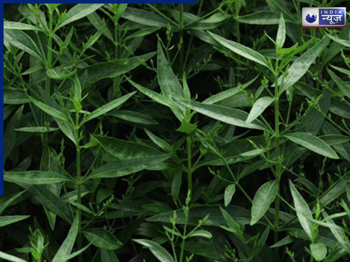 Beneficial for Digestion - Photo Gallery