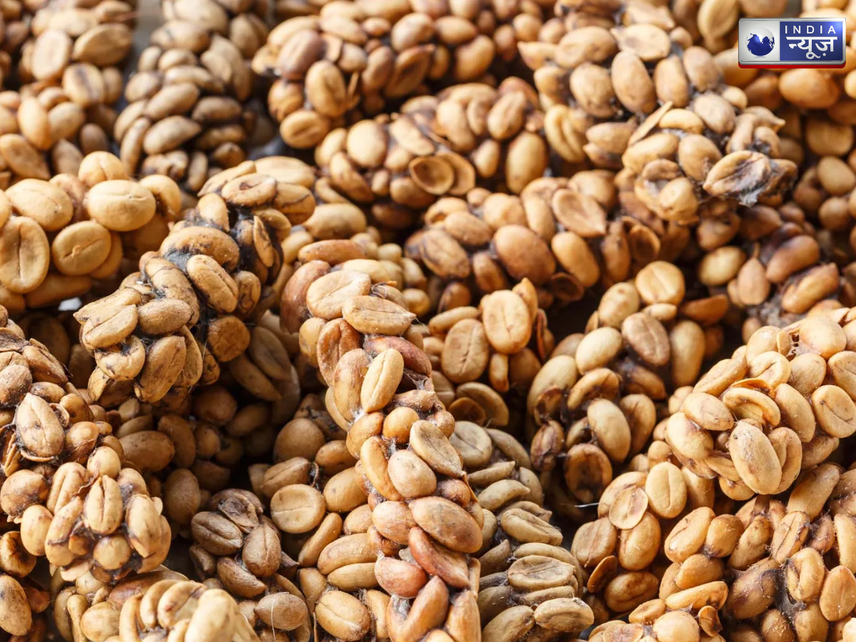 civet coffee - Photo Gallery