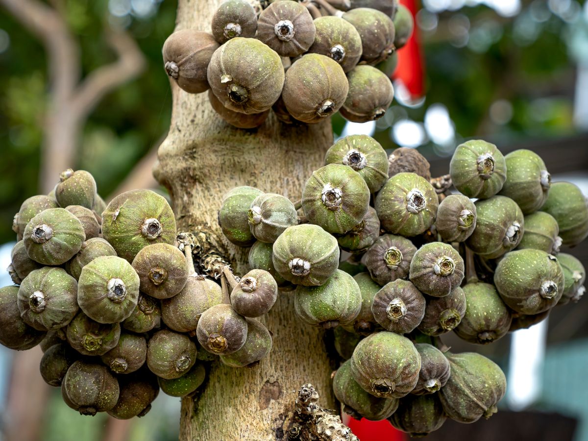 cluster fig health benefits - Photo Gallery