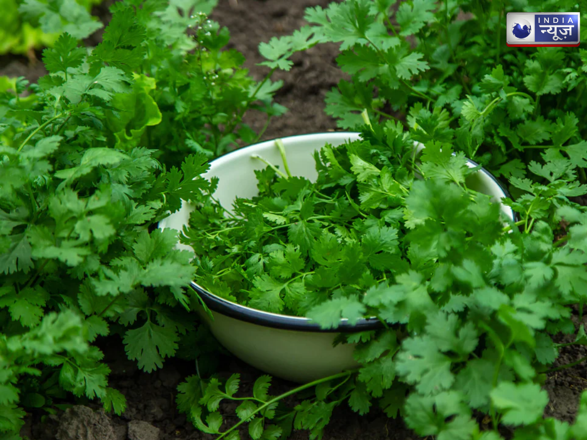 Caring for Growing coriander plants - Photo Gallery