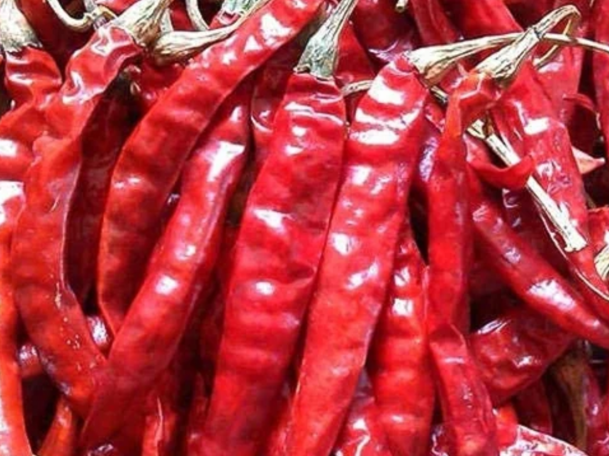 dhani chilli - Photo Gallery