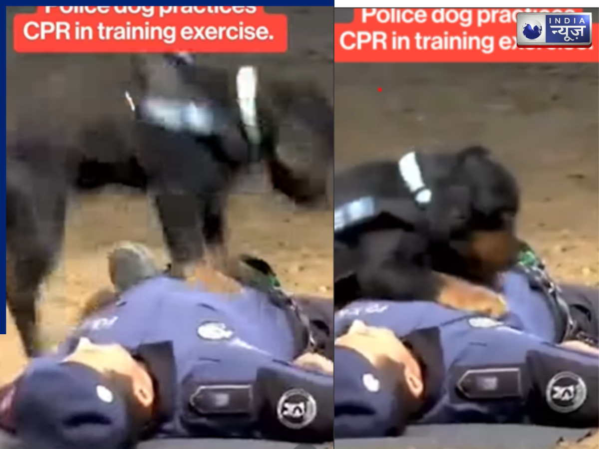 कुत्ते ने दिया CPR! ‘पाको’ के क्यूट अंदाज ने जीता नेटिजंस का दिल, वीडियो वायरल