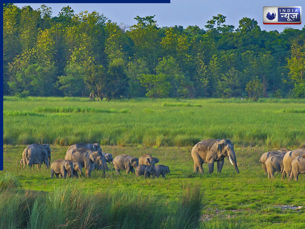Dudhwa National Park is excellent for wildlife - Photo Gallery