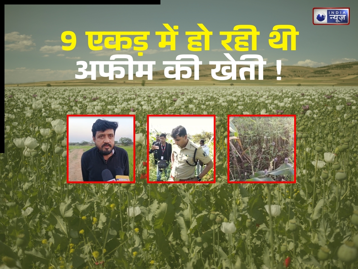 खेत में मक्का-पपीता के बीच उग रही थी अफीम, बच्चों की फोटो से हुआ बड़ा खुलासा; 9.5 एकड़ में फैली थी खेती