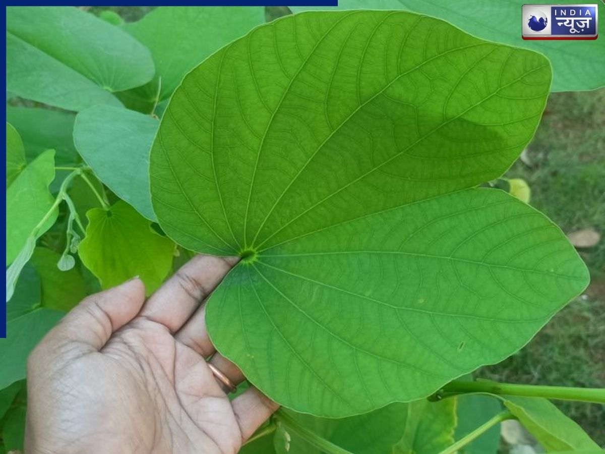 गिलोय सिर्फ बुखार ही नहीं करता दूर! क्या यह आयुर्वेदिक हर्ब बढ़ी हुई ब्लड शुगर को भी कर सकता है कंट्रोल? जानें सच्चाई