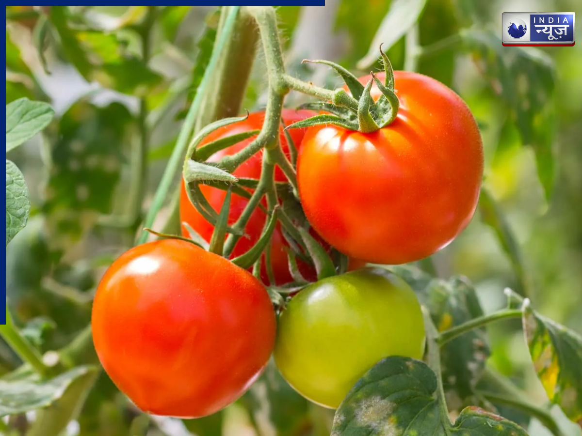 Have Tomatoes - Photo Gallery