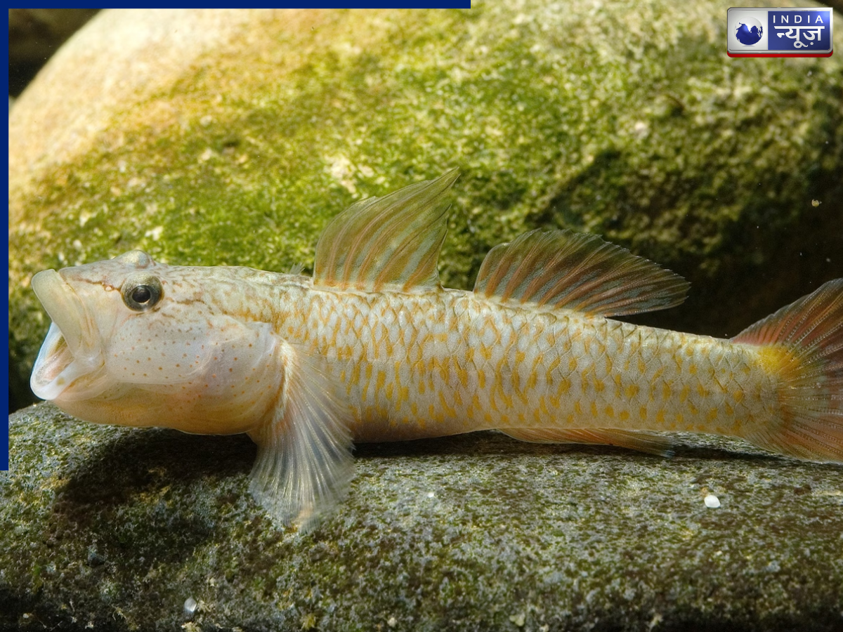 छोटी-सी मछली का कठिन जीवन-चक्र, सैकड़ों मीटर ऊंचे झरनों और चट्टानों को करना होता है पार, अद्भुत शारीरिक संरचना करती है मदद