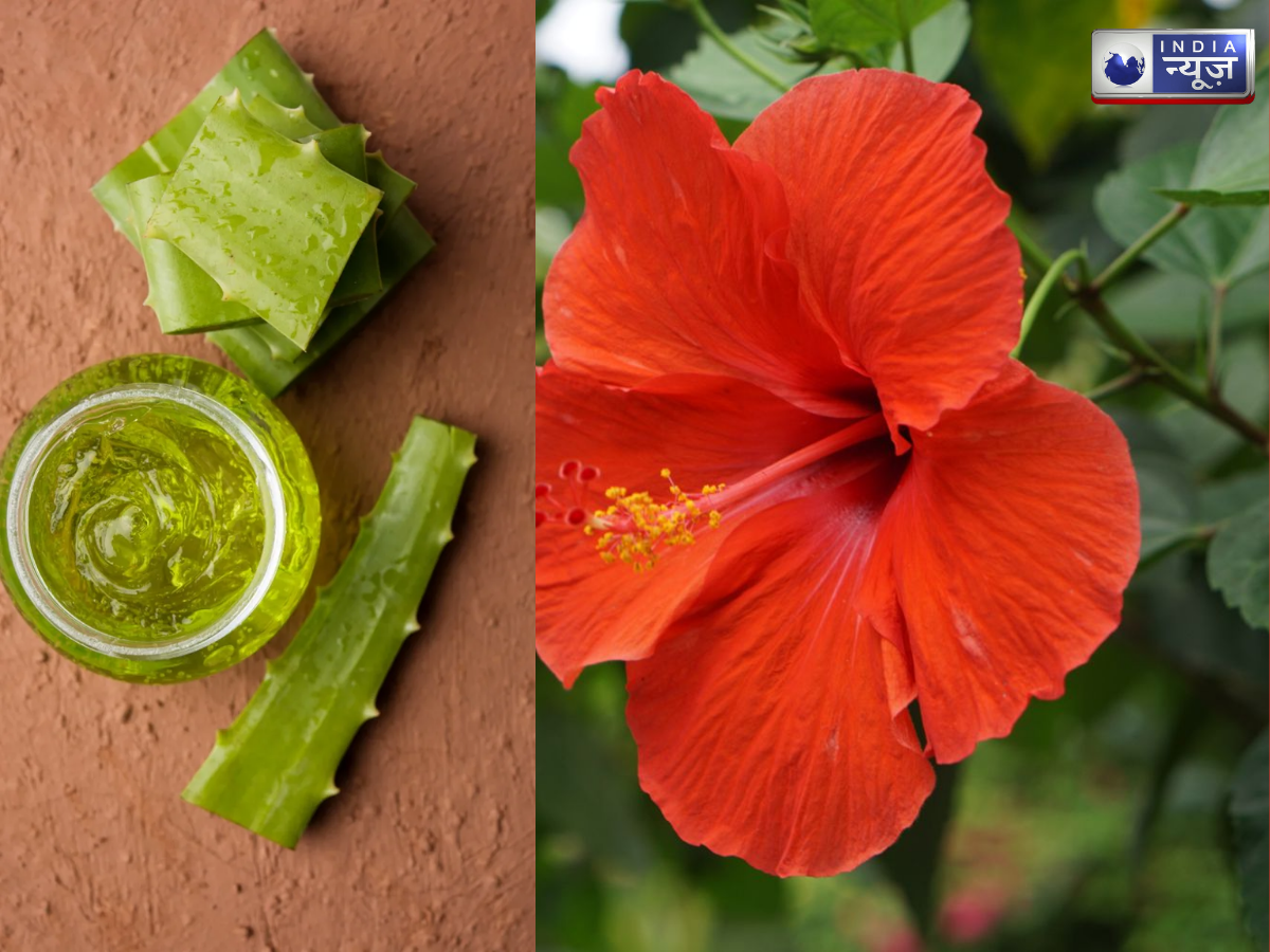 hibiscus aloe vera hair mask - Photo Gallery
