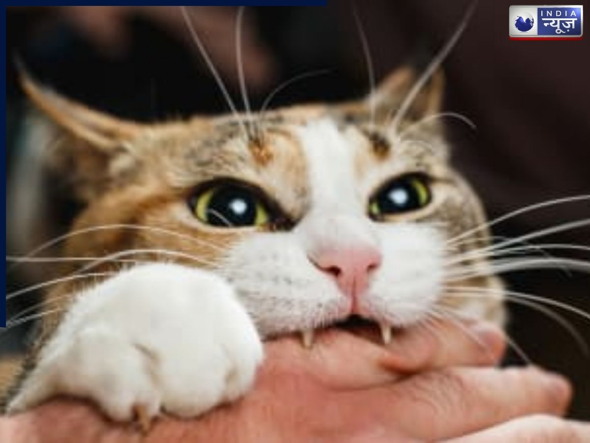 गाजियाबाद में बिल्लियों का आतंक? 30 दिन में 992 केस दर्ज, चौंकाने वाला रिपोर्ट आया सामने