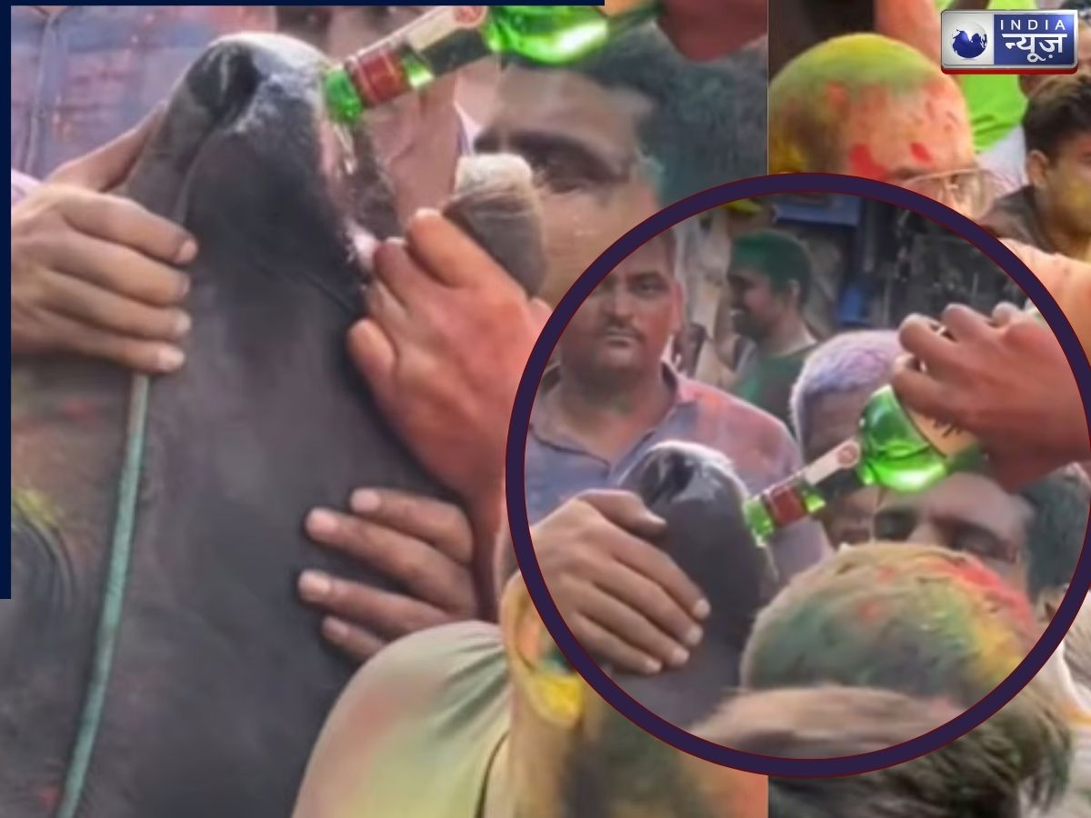 Haryana: होली पर नशे में धूत लोगों ने गाय को पिलाई शराब, वायरल वीडियो में दिल दहला देने वाला दावा