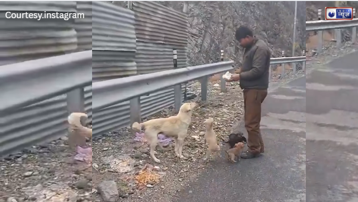 जब ड्राइवर ने निभाया इंसानियत का धर्म, अब बस की आवाज पहचान लेते हैं ये बेज़ुबान, प्यार और देखभाल की दास्तान!