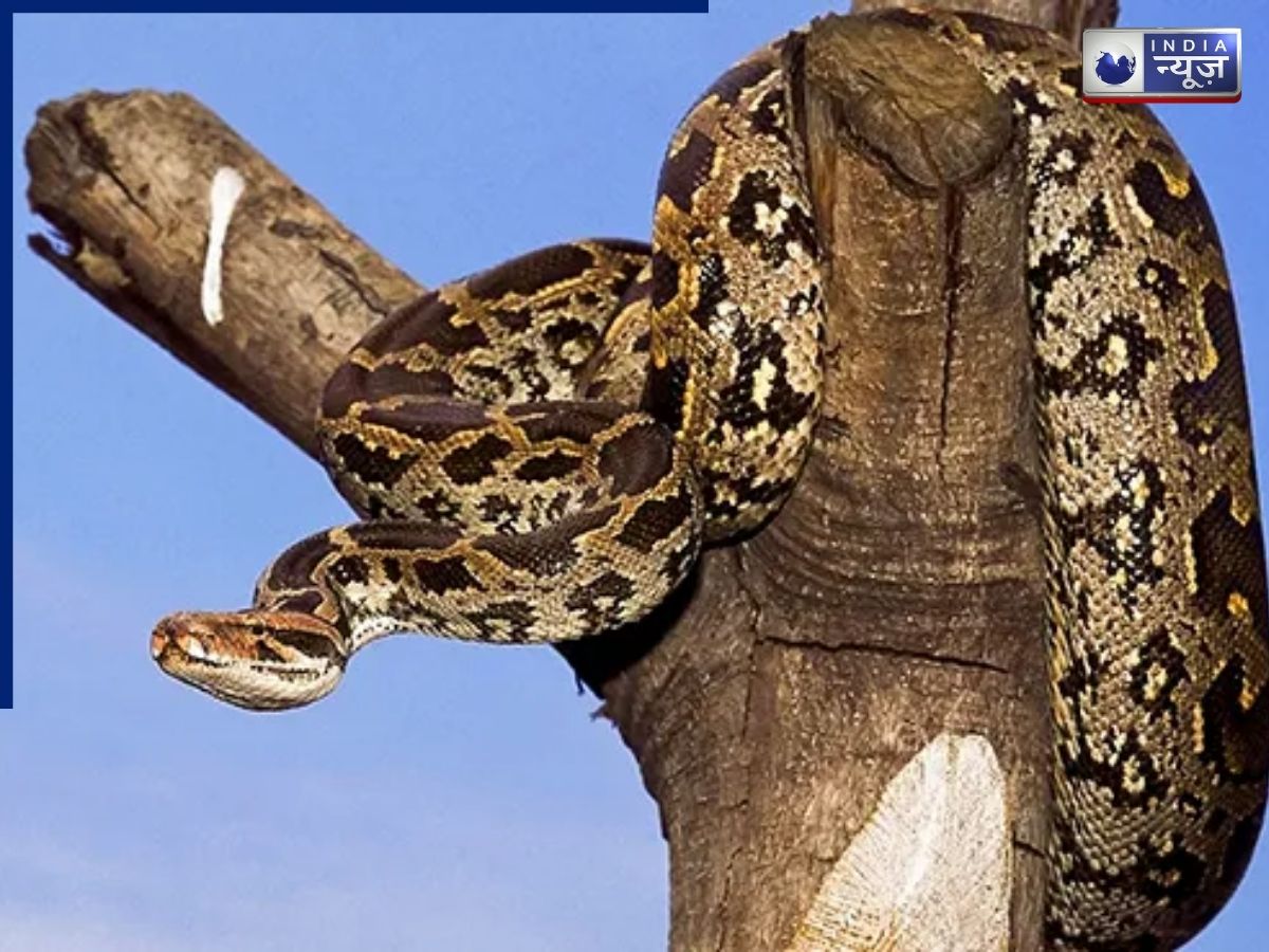 The Indian Rock Python is considered to be India's largest snake. - Photo Gallery