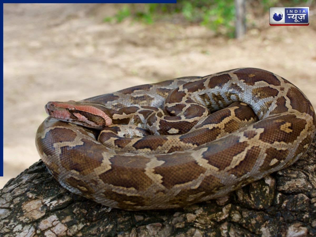 The Indian Rock Python is found in various parts of India. - Photo Gallery