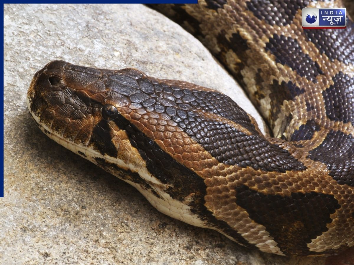The pattern of the Indian Rock Python serves as camouflage. - Photo Gallery