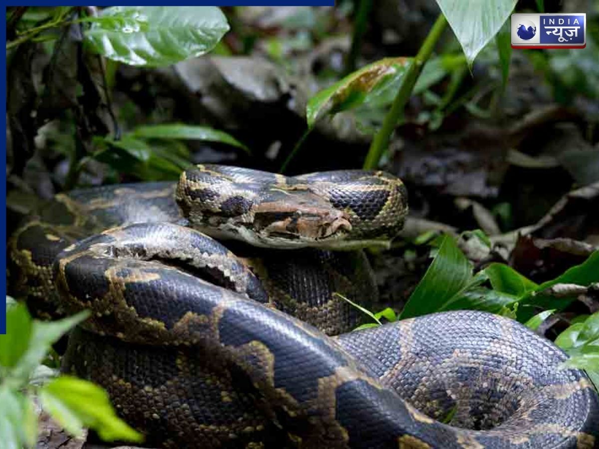 How do Indian Rock Pythons help maintain the balance of the forest? - Photo Gallery