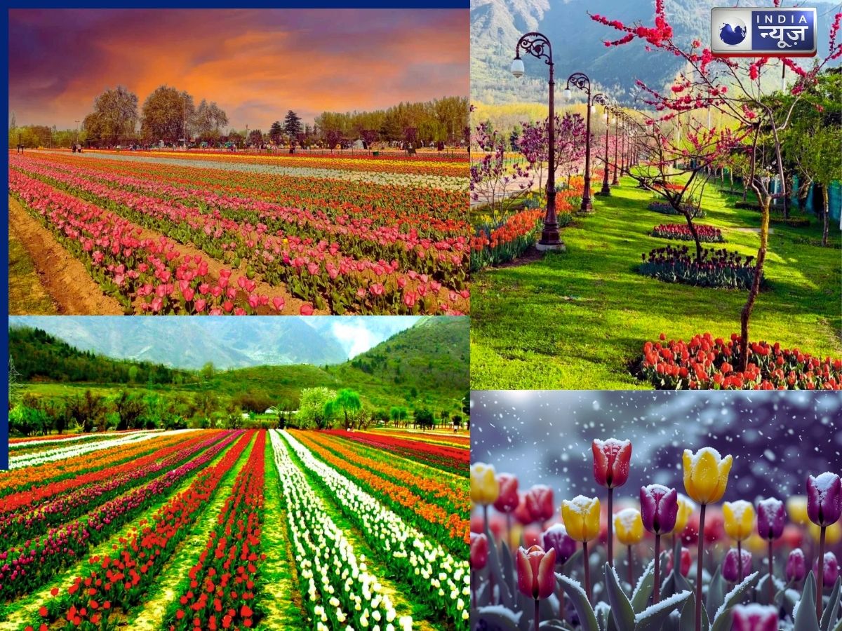 Kashmir Tulip Garden: ट्यूलिप गार्डन में बसंत का नजारा देख झूमे सैलानी, जानें बुकिंग प्रोसेस और टाइमिंग