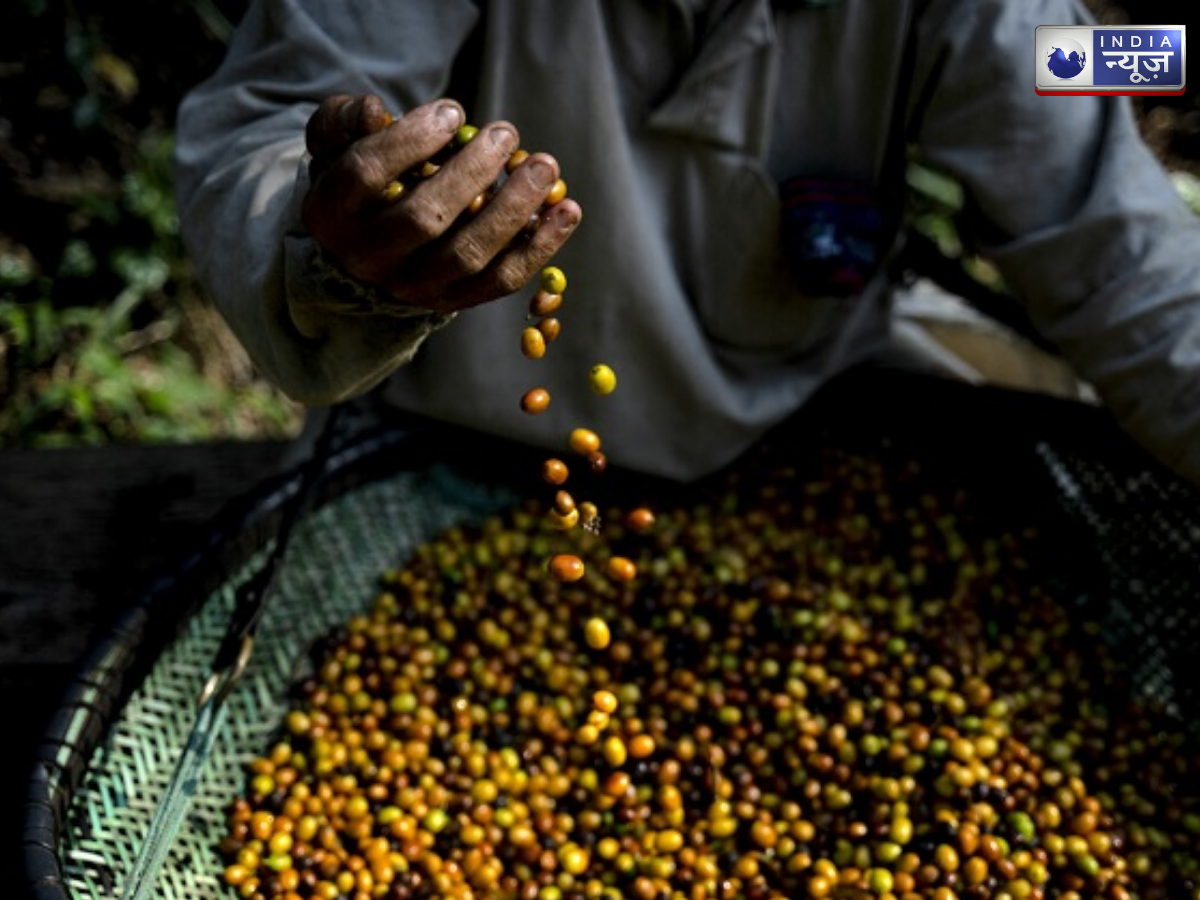 jacu bird coffee - Photo Gallery