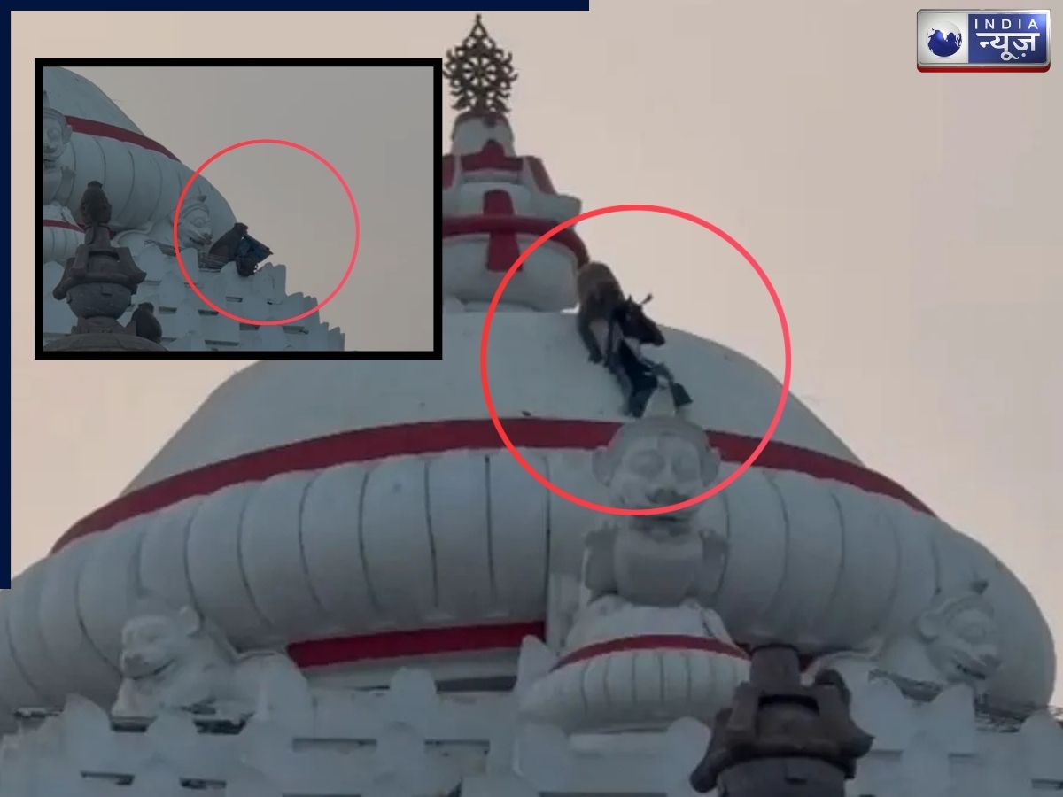 पैसे से भरा बैग लेकर मंदिर के गुंबद पर चढ़ा बंदर, ना फ्रूटी ना केले इस तरह बैग को किया वापस, वीडियो वायरल