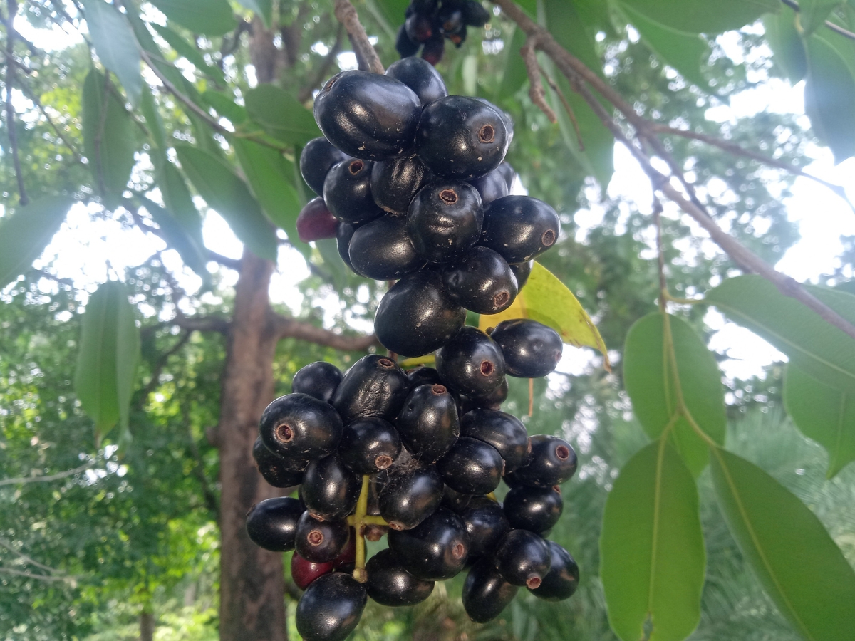 Jamun - Photo Gallery