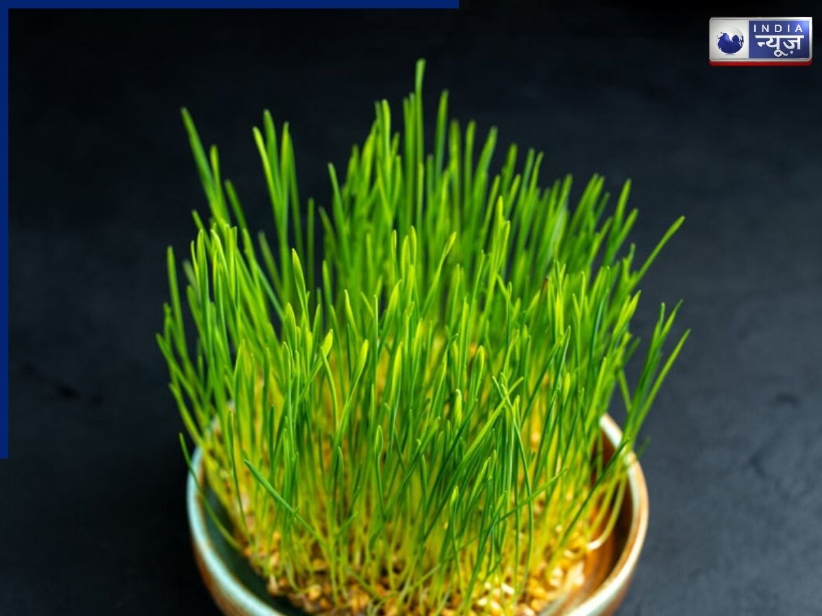 Jware Visarjan Rules: नवरात्रि के बाद कब करें जवारे विसर्जन? जानिए शास्त्रों के अनुसार सही तरीका और मंत्र