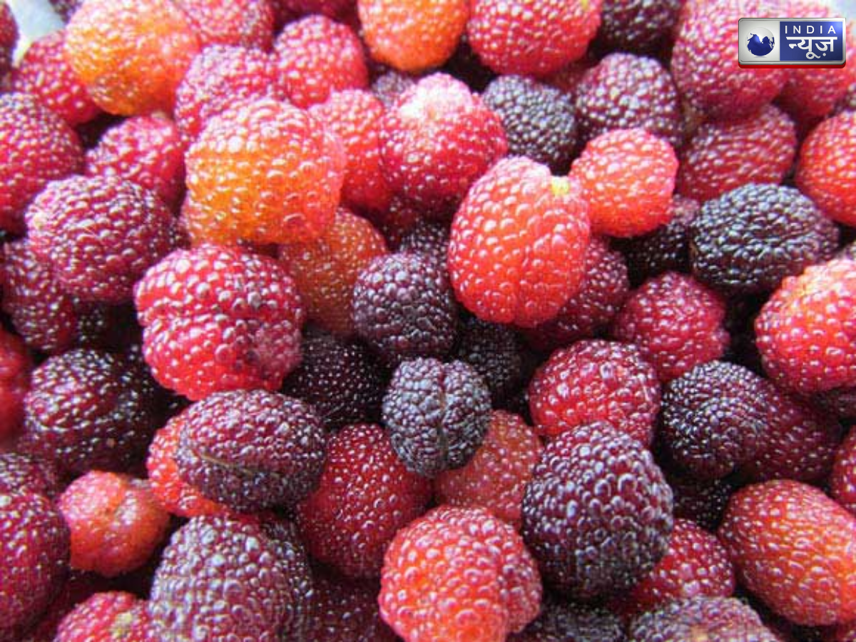 kaafal - Photo Gallery