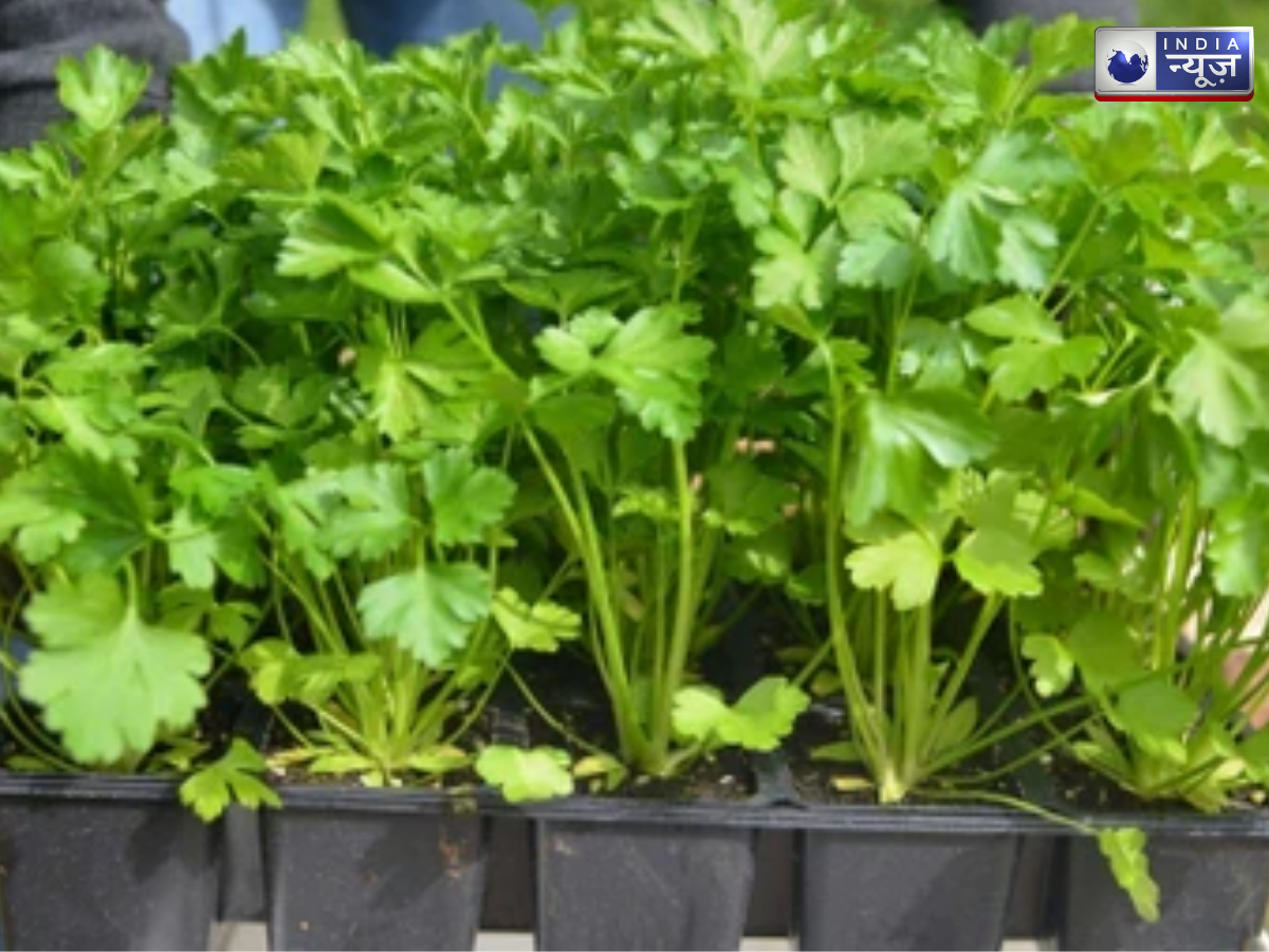 keep plants in sunlight - Photo Gallery