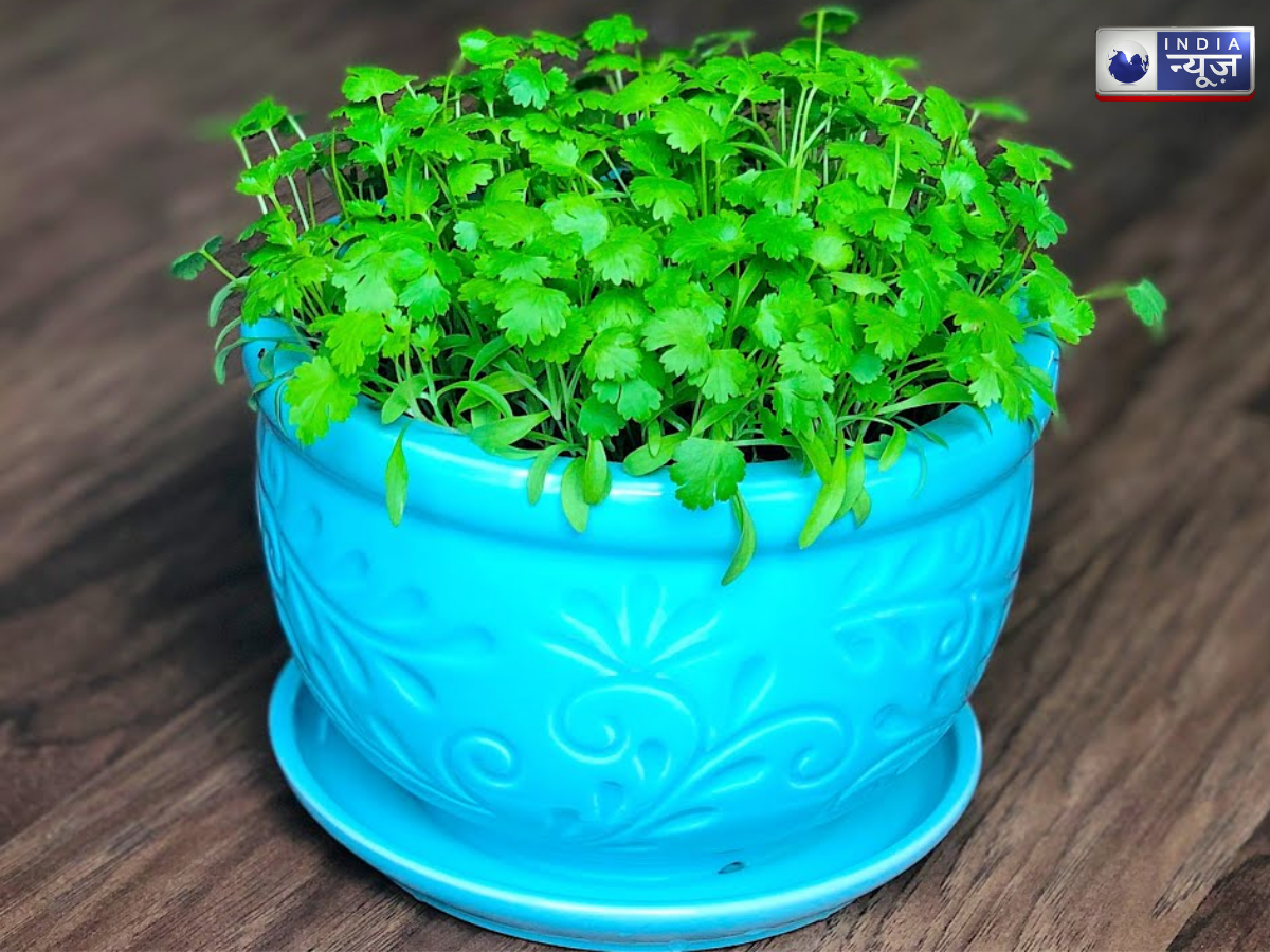 kitchen gardening - Photo Gallery