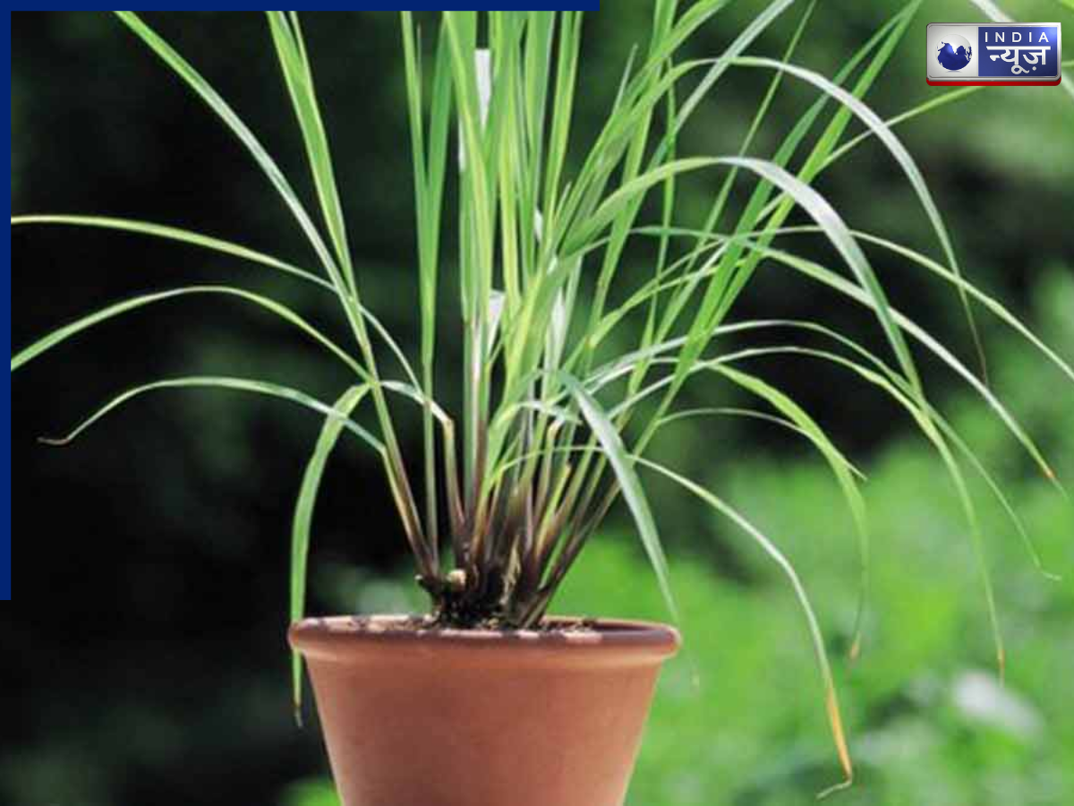 Lemongrass Plant - Photo Gallery